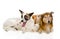 Two adult dogs and tiny kittens. on white background