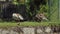 Two adult ducks are cleaning their feathers standing on green grass, baby duck is resting near