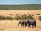 Two adult elephants walk across the savannah in Masai Mara National Park in Kenya herds of wildebeest and background of green tree