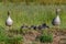 Two adult geese protecting their young babies