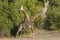 Two adult giraffe swinging heads fighting with green bush in background in Chobe Botswana