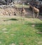 Two adult giraffes at exhibit yards with savannah woodlands landscape and wooden feeding deck at the zoo in Texas, USA