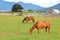 Two Adult Horses Grazing in Pasture