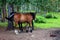 Two adult horses standing on a path in the woods