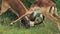 Two Adult Impalas Fighting With Their Long Horns In The Woods Of El Karama Lodge In Laikipia, Kenya