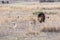 Two adult lionesses being followed by a dominant male lion in the Masai Mara, Kenya