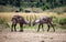 Two adult male defassa watebucks prepare to lock horns in the Masai Mara