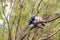 Two adult males and a female Superb fairy wren, malurus cyaneus, against foliage background with space for text. Healesville,