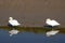 Two adult Mute Swans Cygnus Olor with reflections