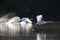 Two adult mute swans taking off from a lake with full speed.