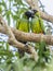 Two Adult Nanday Parakeets