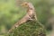 Two adult oriental garden lizards preying on a grasshopper.