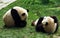 Two adult panda