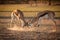 Two adult Springbuck rams fighting.