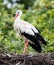 Two adult storks