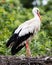 Two adult storks