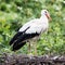 Two adult storks