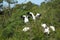 Two adult storks and five young