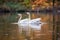 two adult swans floating together on a peaceful pond