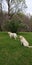 Two adult yellow Labradors taking an afternoon walk around a lilac bush in Eastern Kentucky