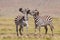 Two adult Zebra fighting in the sun Masai Mara Kenya