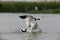 Two adults avocet fighting with ech other
