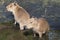 Two adults capybara (Hydrochoerus hydrochaeris)