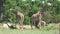 Two adults and one baby giraffe eating off leaves