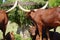 Two adults and two babies-calfs of Ankole-Watusi cows at the ZOO in Bussolegno, Italy