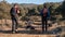 Two adventurous male hikers hiking in a park with their pet dogs