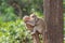 Two affectionate monkeys sitting on tree, hugging each other