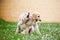 Two afghan hound puppies playing outdoors