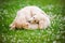 Two afghan hound puppies playing outdoors