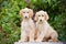 Two afghan hound puppies sitting together