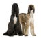 Two Afghan hounds, 1 and 2 years old