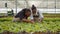 Two african american women inspecting lettuce ready for harvesting looking at leaves doing quality control