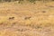 Two African cheetahs in search. Masai Mara. Kenya, Africa