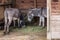 Two African donkeys in a stable