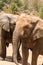 Two African Elephant bulls play-fighting