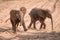 Two African elephant calves cross sandy track