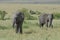 Two african elephants