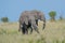 Two african elephants