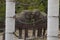 Two African elephants behind a metal fence