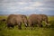 Two African elephants with cattle egrets on back