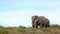 Two african elephants eat fynbos on a hill