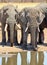 Two African Elephants facing camera with a reflection in a small waterhole.