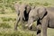 Two african elephants feeding in bushes