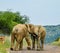 Two African elephants fight on a road in Pilanesberg national park during a safari