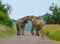 Two African elephants fight on a road in Pilanesberg national park during a safari