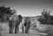 Two African elephants fight on a road in Pilanesberg national park during a safari in black and white